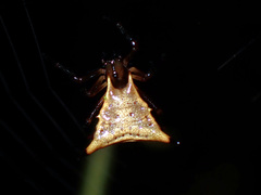 Micrathena beta