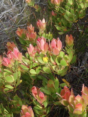 Leucadendron laureolum