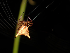 Micrathena beta