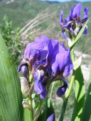 Iris alberti