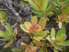 Leucadendron laureolum