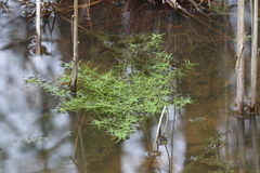Callitriche