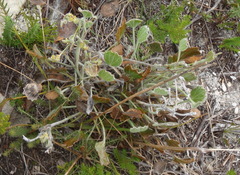 Centella tridentata