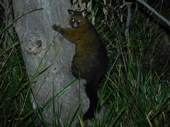 Trichosurus vulpecula fuliginosus