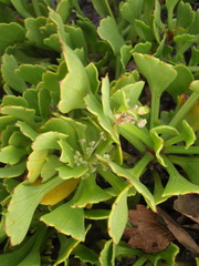 Centella triloba