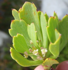 Centella triloba