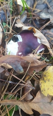 Russula atropurpurea