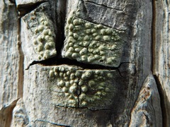 Pertusaria epixantha