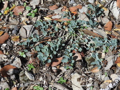 Telephium imperati