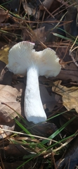 Russula atropurpurea