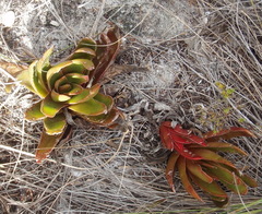 Crassula nudicaulis