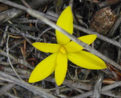 Hypoxidaceae