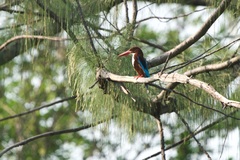 Halcyon smyrnensis perpulchra