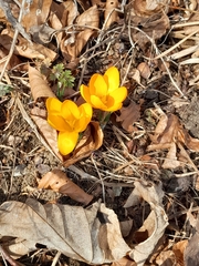 Crocus chrysanthus