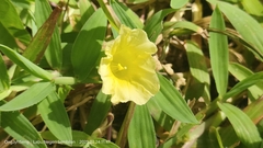 Xenostegia tridentata