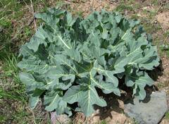 Megacarpaea orbiculata