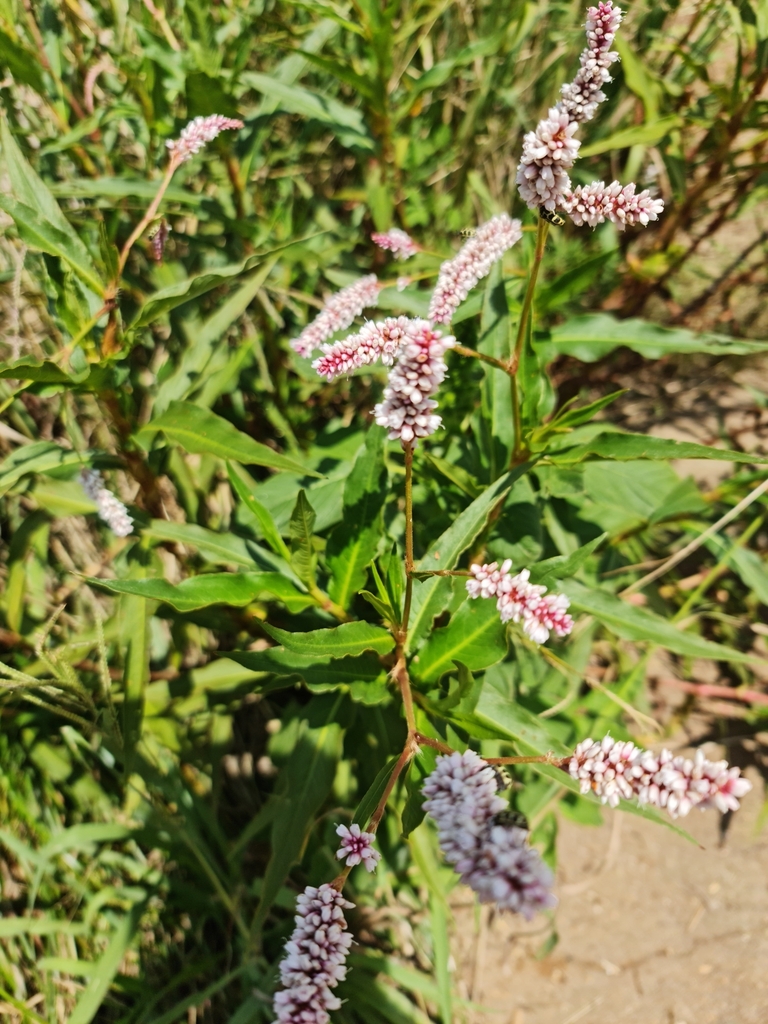 Persicaria madagascariensis (Persicaria madagascariensis)