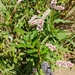 Persicaria madagascariensis - Photo (c) Kyle Campbell, μερικά δικαιώματα διατηρούνται (CC BY-ND), uploaded by Kyle Campbell