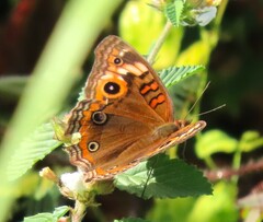 Junonia zonalis