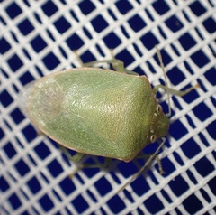 Acrosternum rubescens