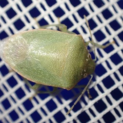 Acrosternum rubescens