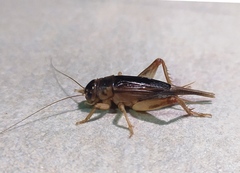 Anurogryllus