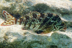 Goniistius rubrolabiatus