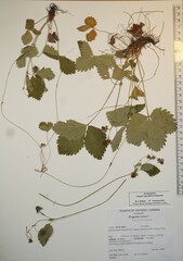 Fragaria vesca americana