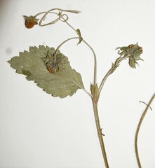 Fragaria vesca americana