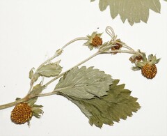 Fragaria vesca americana