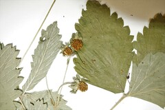 Fragaria vesca americana