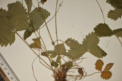 Fragaria vesca americana