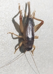 Anurogryllus