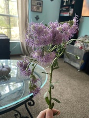 Conoclinium coelestinum