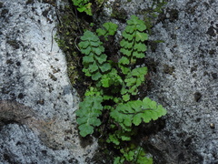 Asplenium petrarchae