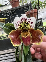 Paphiopedilum