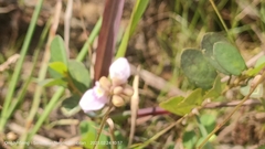 Utricularia caerulea