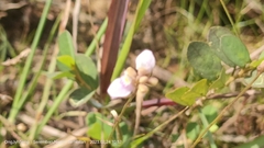 Utricularia caerulea