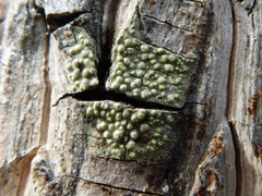 Pertusaria epixantha