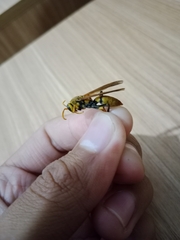 Polistes diabolicus