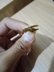 Polistes diabolicus