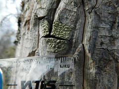 Pertusaria epixantha