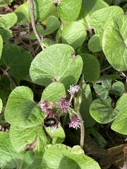 Petasites pyrenaicus