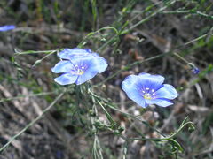 Linum pallescens