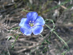 Linum pallescens