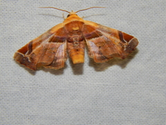Eutelia callichroma