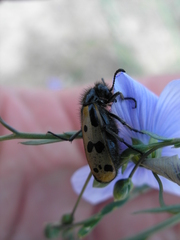 Hycleus quatuordecimpunctatus