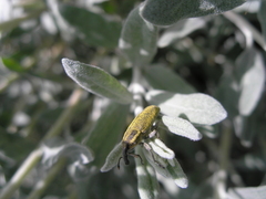 Lixus cardui
