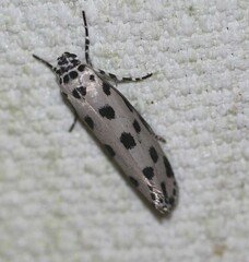 Ethmia sphaerosticha