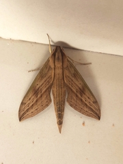 Xylophanes anubus